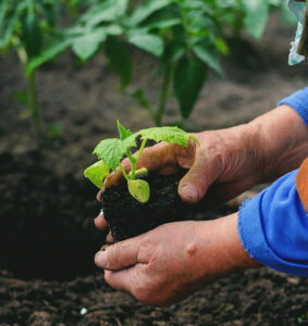planting-web